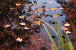 Vijvernet 3 X 4 Meter Met Grondpennen -Oases Winkel 04300201 1 0 999x663 4