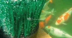 Oase OxyTex CWS Set 1000 Luchtpomp -Oases Winkel 50249 3 0 772x415