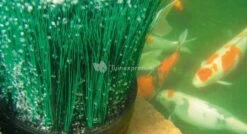 Oase OxyTex CWS Set 2000 Luchtpomp 9 Oase OxyTex CWS Set 2000 Luchtpomp -Oases Winkel 50275 3 0 776x421