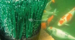 Oase OxyTex CWS Set 500 Luchtpomp 11 Oase OxyTex CWS Set 500 Luchtpomp -Oases Winkel 50444 1 0 789x418