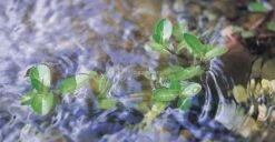 Oase Vitronic 24 W UVC-filter -Oases Winkel 57370 vitronic11 01 gr 0 815x421 1