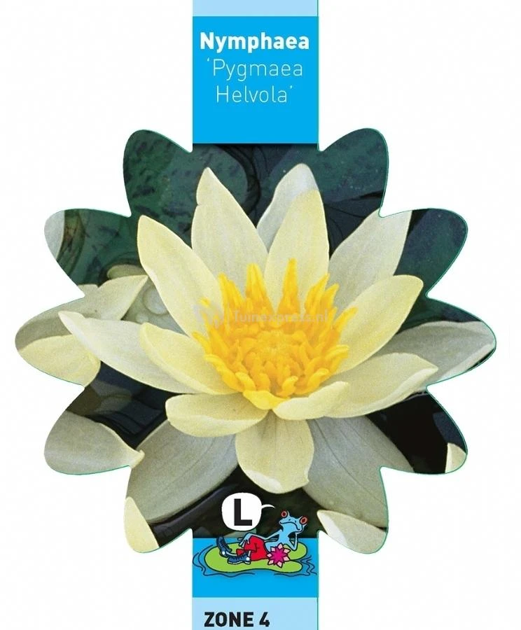 Gele Dwergwaterlelie (Nymphaea Pygmaea Helvola) Waterlelie 5 Gele Dwergwaterlelie (Nymphaea Pygmaea Helvola) Waterlelie - Afbeelding 3