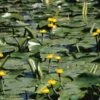 Gele Plomp (Nuphar Lutea) Waterlelie 2 Gele Plomp (Nuphar Lutea) Waterlelie -Oases Winkel gele plomp nuphar lutea waterlelie 1 0 900x900