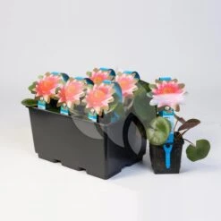 Oases Winkel 11 Oases Winkel -Oases Winkel gele plomp nuphar lutea waterlelie 2 0 1200x1200