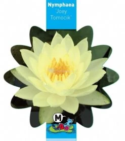 Gele Waterlelie (Nymphaea Joey Tomocik) Waterlelie 7 Gele Waterlelie (Nymphaea Joey Tomocik) Waterlelie -Oases Winkel gele waterlelie nymphaea joey tomocik waterlelie 3 0 799x900