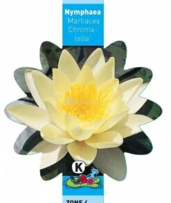Gele Waterlelie (Nymphaea “Marliacea Chromatella”) Waterlelie 7 Gele Waterlelie (Nymphaea “Marliacea Chromatella”) Waterlelie -Oases Winkel gele waterlelie nymphaea marliacea chromatella waterlelie 3 0 761x900
