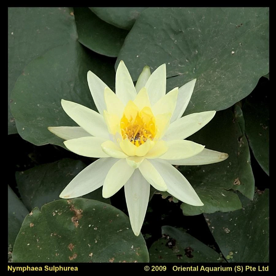 Gele Waterlelie (Nymphaea Sulphurea) Waterlelie 3 Gele Waterlelie (Nymphaea Sulphurea) Waterlelie