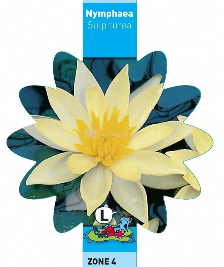 Gele Waterlelie (Nymphaea Sulphurea) Waterlelie 5 Gele Waterlelie (Nymphaea Sulphurea) Waterlelie - Afbeelding 3