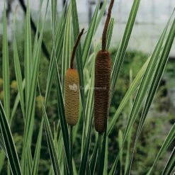 Grote Bonte Lisdodde (Typha Latifolia “variegata”) Moerasplant