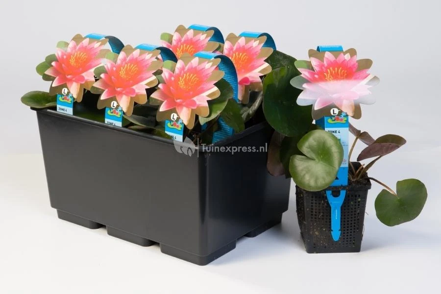 Kaapse Waterlelie (Aponogeton Distachyos) Waterlelie 4 Kaapse Waterlelie (Aponogeton Distachyos) Waterlelie - Afbeelding 2