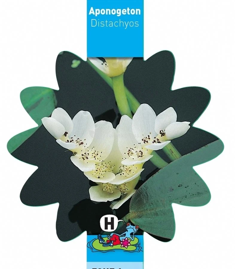 Kaapse Waterlelie (Aponogeton Distachyos) Waterlelie 5 Kaapse Waterlelie (Aponogeton Distachyos) Waterlelie - Afbeelding 3