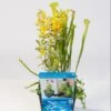 Mix Waterplanten In Vijvermand -Oases Winkel mix waterplanten in vijvermand 1 0 900x900