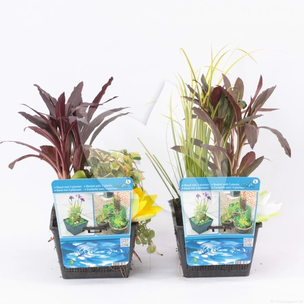 Mix Waterplanten In Vijvermand 4 Mix Waterplanten In Vijvermand - Afbeelding 2