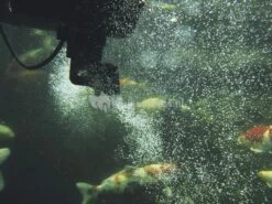 OASE SwimSkim 50 Skimmer Vijver 11 OASE SwimSkim 50 Skimmer Vijver -Oases Winkel oase swimskim 5 skimmer 50170 4 0 549x411