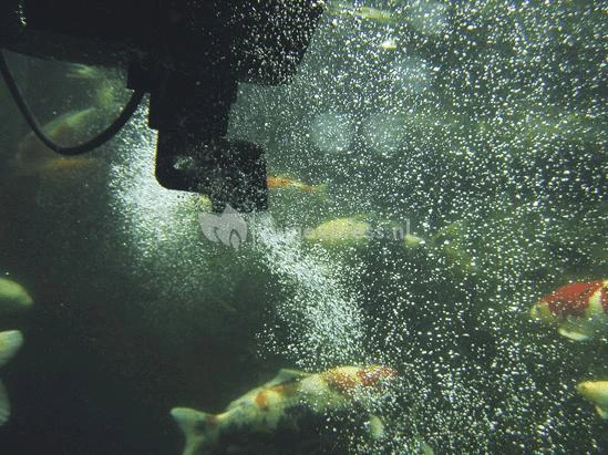 OASE SwimSkim 50 Skimmer Vijver 6 OASE SwimSkim 50 Skimmer Vijver - Afbeelding 4