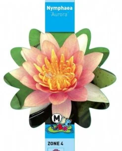 Oranje Waterlelie (Nymphaea Aurora) Waterlelie -Oases Winkel oranje waterlelie nymphaea aurora waterlelie 3 0 728x900