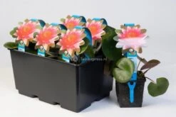 Nieuwe Producten -Oases Winkel oranje waterlelie nymphaea sioux waterlelie 2 0 900x600
