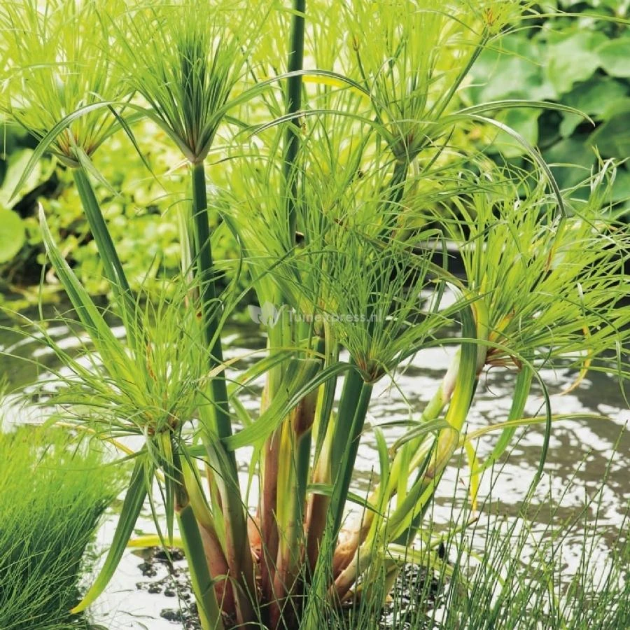 Oases Winkel 19 Oases Winkel -Oases Winkel papyrus cyperus papyrus perkamentus moerasplant 1