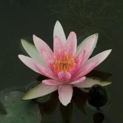 Rode Dwergwaterlelie (Nymphaea Pygmaea Rubra) Waterlelie