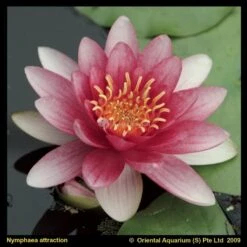 Rode Waterlelie (Nymphaea Attraction) Waterlelie
