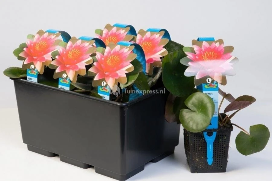 Rode Waterlelie (Nymphaea Attraction) Waterlelie 4 Rode Waterlelie (Nymphaea Attraction) Waterlelie - Afbeelding 2