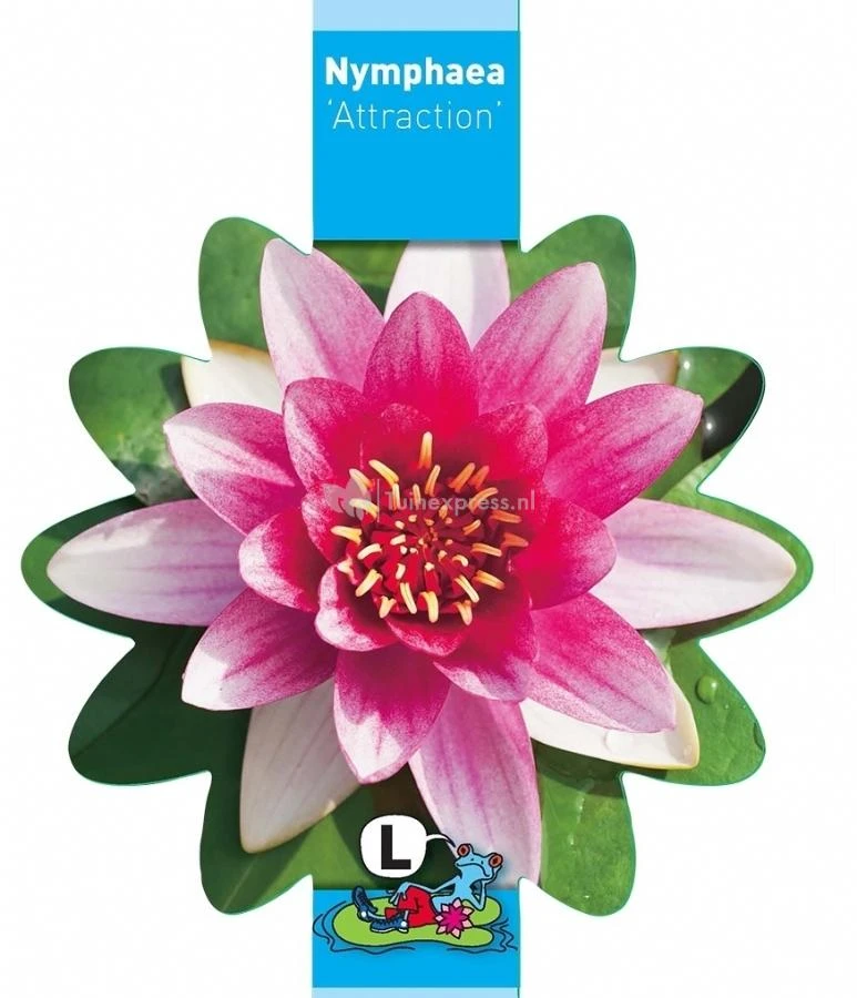 Rode Waterlelie (Nymphaea Attraction) Waterlelie 5 Rode Waterlelie (Nymphaea Attraction) Waterlelie - Afbeelding 3