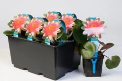 Nieuwe Producten -Oases Winkel rode waterlelie nymphaea burgundy princess waterlelie 2 0 900x599