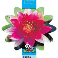 Rode Waterlelie (Nymphaea Burgundy Princess) Waterlelie -Oases Winkel rode waterlelie nymphaea burgundy princess waterlelie 3 0 900x899
