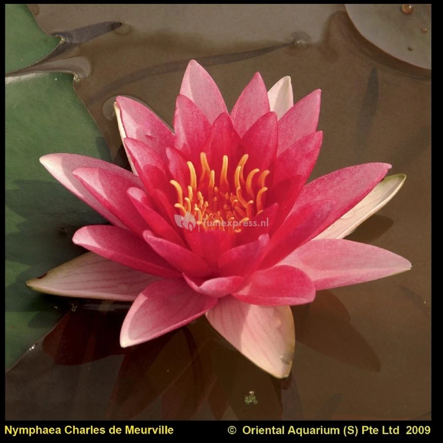 Rode Waterlelie (Nymphaea Charles De Meurville) Waterlelie 3 Rode Waterlelie (Nymphaea Charles De Meurville) Waterlelie
