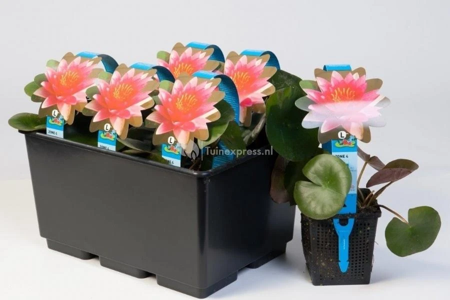 Rode Waterlelie (Nymphaea Charles De Meurville) Waterlelie 4 Rode Waterlelie (Nymphaea Charles De Meurville) Waterlelie - Afbeelding 2