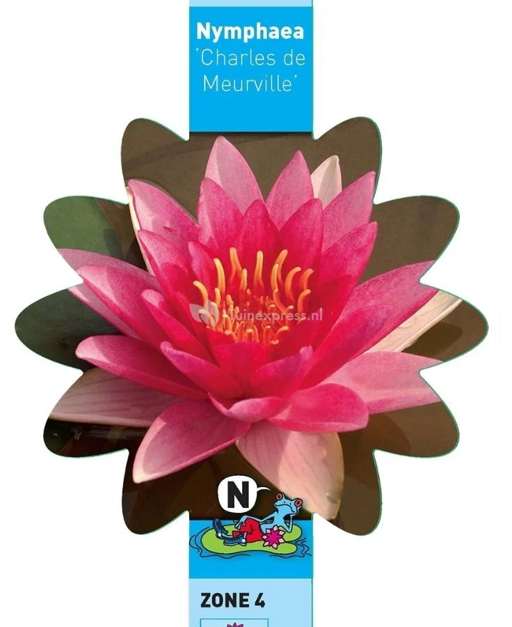 Rode Waterlelie (Nymphaea Charles De Meurville) Waterlelie 5 Rode Waterlelie (Nymphaea Charles De Meurville) Waterlelie - Afbeelding 3