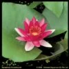 Rode Waterlelie (Nymphaea Escarboucle) Waterlelie -Oases Winkel rode waterlelie nymphaea escarboucle waterlelie 1 0 900x899