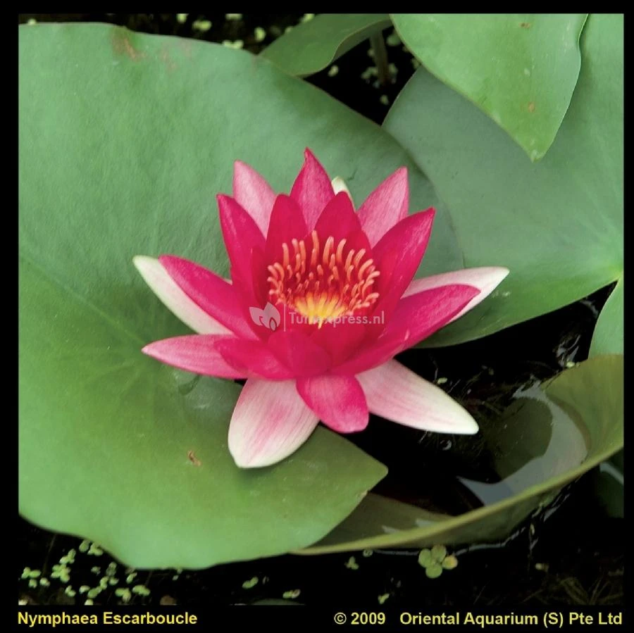 Rode Waterlelie (Nymphaea Escarboucle) Waterlelie 3 Rode Waterlelie (Nymphaea Escarboucle) Waterlelie