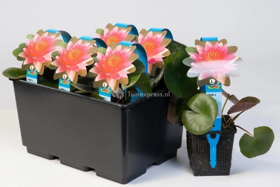 Rode Waterlelie (Nymphaea Escarboucle) Waterlelie 4 Rode Waterlelie (Nymphaea Escarboucle) Waterlelie - Afbeelding 2