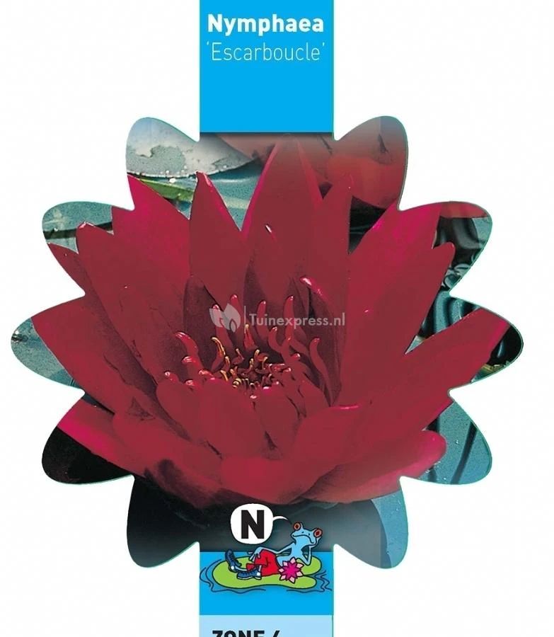 Rode Waterlelie (Nymphaea Escarboucle) Waterlelie 5 Rode Waterlelie (Nymphaea Escarboucle) Waterlelie - Afbeelding 3