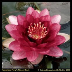 Rode Waterlelie (Nymphaea Perry Almost Black) Waterlelie