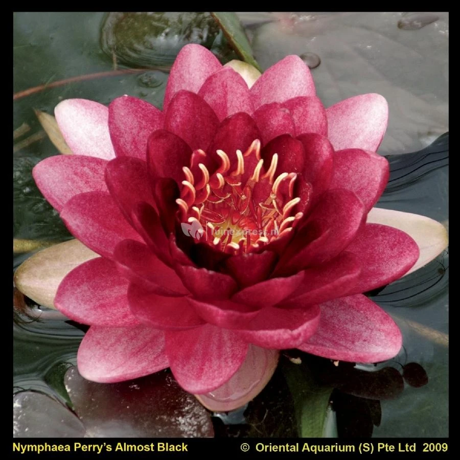 Rode Waterlelie (Nymphaea Perry Almost Black) Waterlelie 2 Rode Waterlelie (Nymphaea Perry Almost Black) Waterlelie