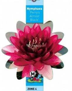 Rode Waterlelie (Nymphaea Perry Almost Black) Waterlelie 6 Rode Waterlelie (Nymphaea Perry Almost Black) Waterlelie -Oases Winkel rode waterlelie nymphaea perry almost black waterlelie 3 0 714x900