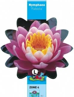 Roze Waterlelie (Nymphaea Fabiola) Waterlelie 7 Roze Waterlelie (Nymphaea Fabiola) Waterlelie -Oases Winkel roze waterlelie nymphaea fabiola waterlelie 3 0 693x900