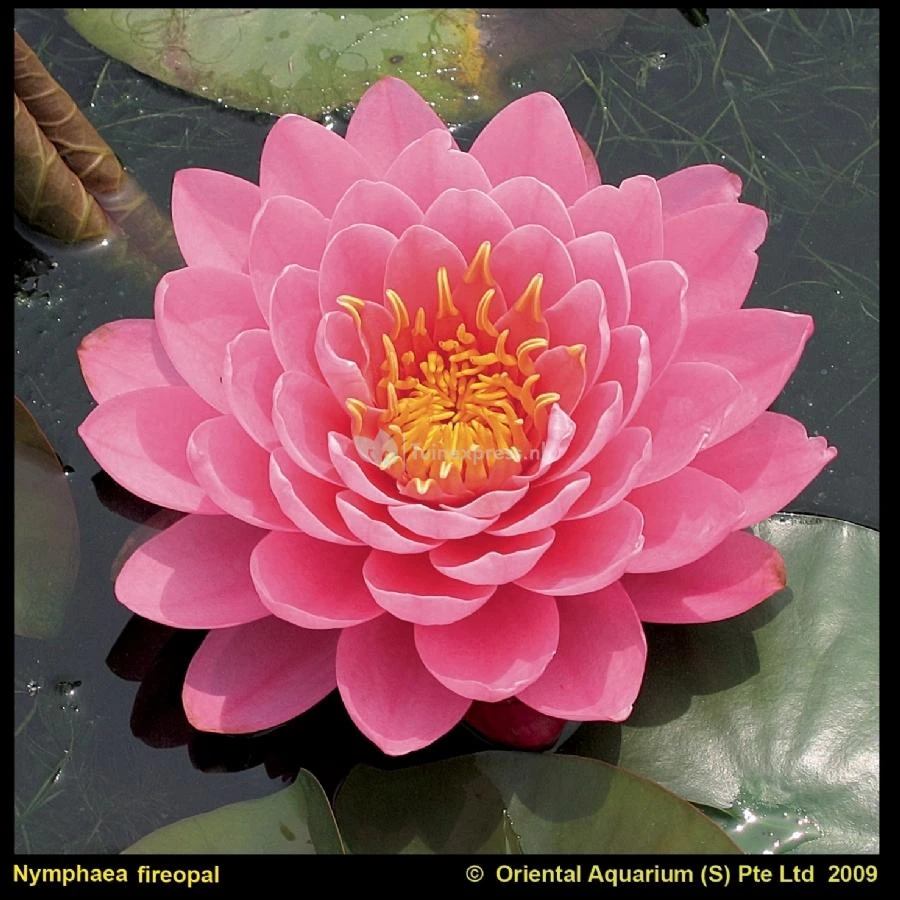 Roze Waterlelie (Nymphaea Fire Opal) Waterlelie 3 Roze Waterlelie (Nymphaea Fire Opal) Waterlelie