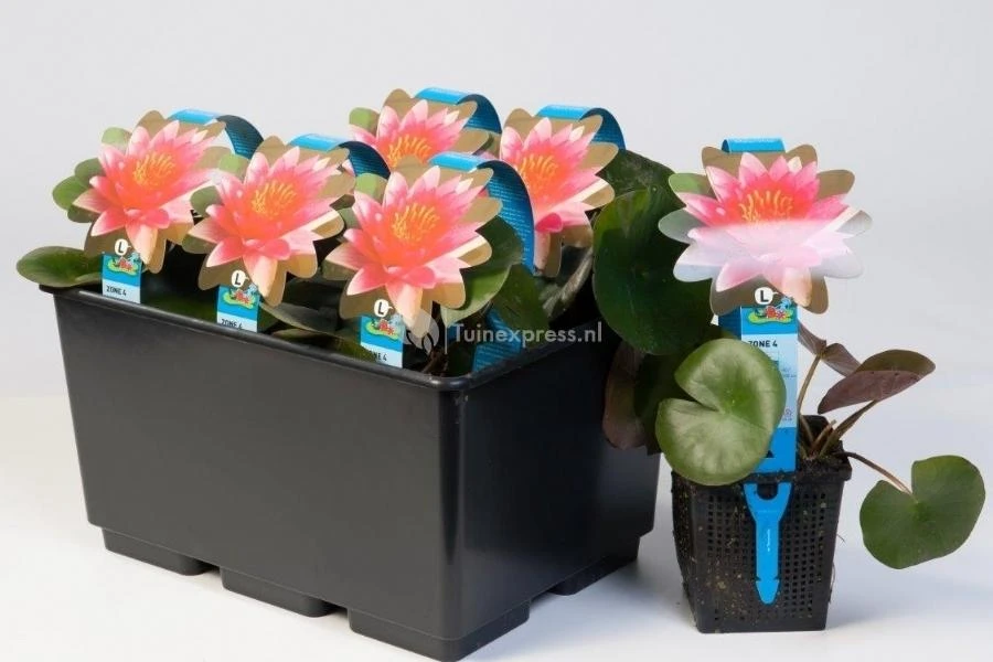 Roze Waterlelie (Nymphaea Fire Opal) Waterlelie 4 Roze Waterlelie (Nymphaea Fire Opal) Waterlelie - Afbeelding 2