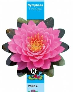 Roze Waterlelie (Nymphaea Fire Opal) Waterlelie 7 Roze Waterlelie (Nymphaea Fire Opal) Waterlelie -Oases Winkel roze waterlelie nymphaea fire opal waterlelie 3 0 714x900