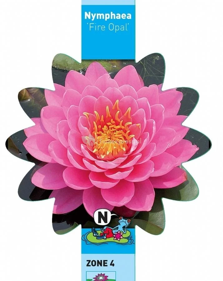 Roze Waterlelie (Nymphaea Fire Opal) Waterlelie 5 Roze Waterlelie (Nymphaea Fire Opal) Waterlelie - Afbeelding 3