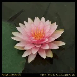 Roze Waterlelie (Nymphaea Hollandia) Waterlelie