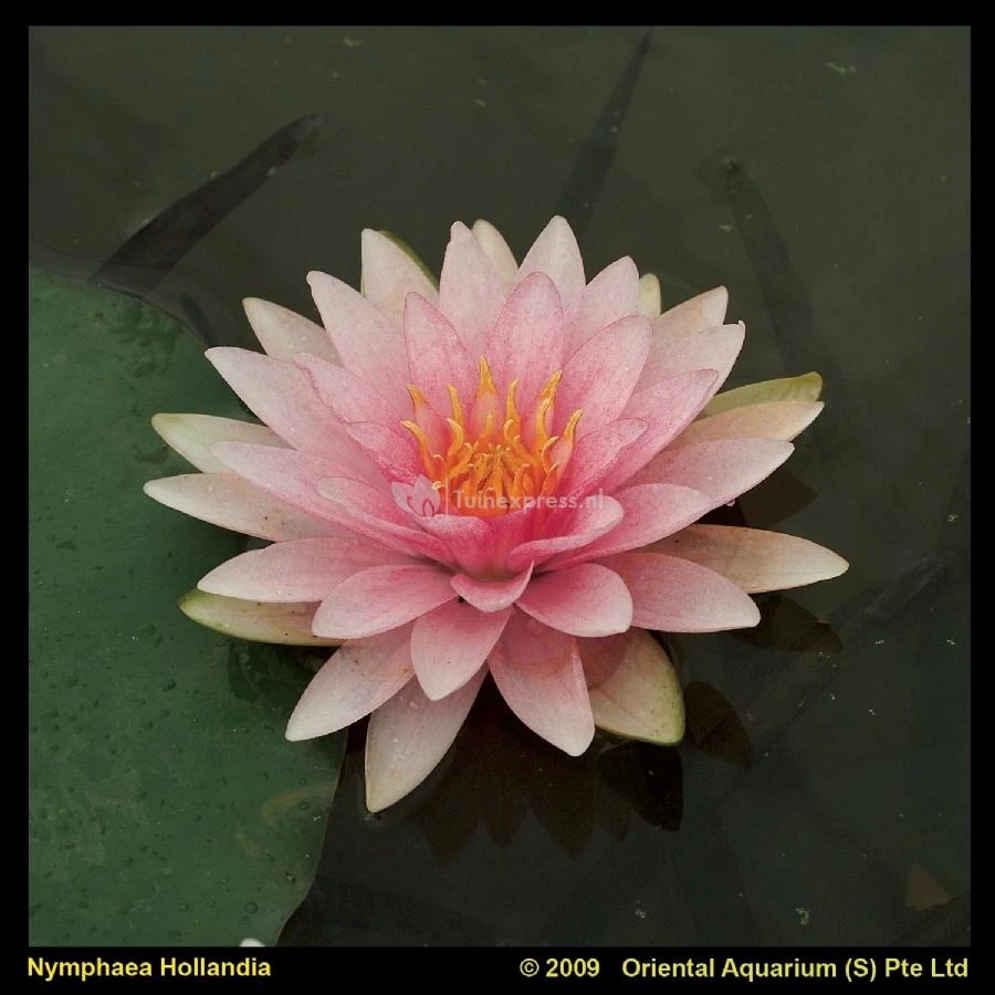 Roze Waterlelie (Nymphaea Hollandia) Waterlelie 3 Roze Waterlelie (Nymphaea Hollandia) Waterlelie