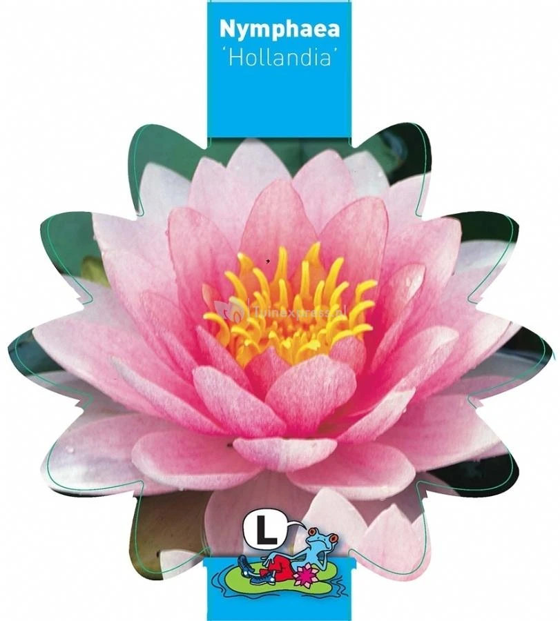 Roze Waterlelie (Nymphaea Hollandia) Waterlelie 5 Roze Waterlelie (Nymphaea Hollandia) Waterlelie - Afbeelding 3