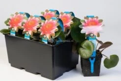 Oases Winkel 3 Oases Winkel -Oases Winkel roze waterlelie nymphaea james brydon waterlelie 2 0 900x600