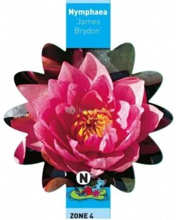 Roze Waterlelie (Nymphaea James Brydon) Waterlelie 6 Roze Waterlelie (Nymphaea James Brydon) Waterlelie -Oases Winkel roze waterlelie nymphaea james brydon waterlelie 3 0 721x900