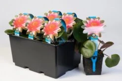 Nieuwe Producten -Oases Winkel roze waterlelie nymphaea laydekeri lilacea waterlelie 2 0 900x599