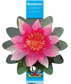 Roze Waterlelie (Nymphaea Laydekeri Lilacea) Waterlelie -Oases Winkel roze waterlelie nymphaea laydekeri lilacea waterlelie 3 0 770x900